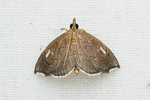 Perispasta caeculalis Titian Peale's Moth Perispasta caeculalis Perispasta caeculalis,Titian Peale's Moth
