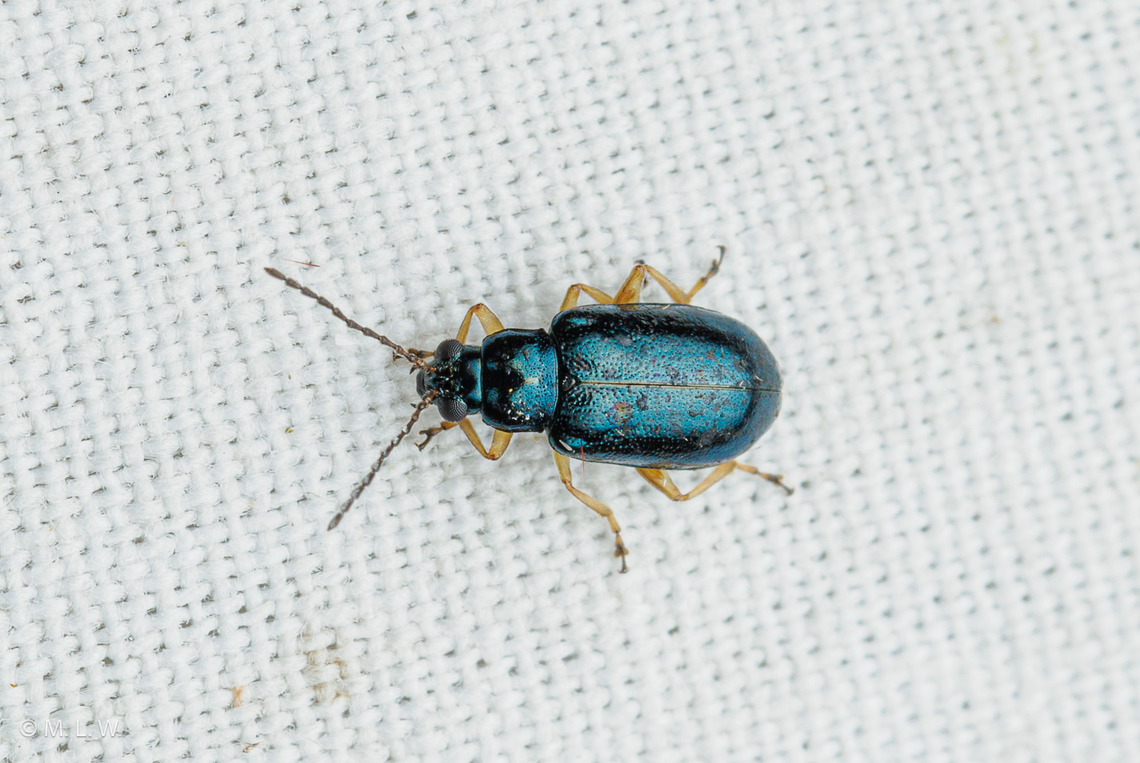 Lysathia ludoviciana Pale-legged Flea Beetle Lysathia ludoviciana Beetle,Lysathia ludoviciana