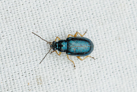Lysathia ludoviciana Pale-legged Flea Beetle Lysathia ludoviciana Beetle,Lysathia ludoviciana