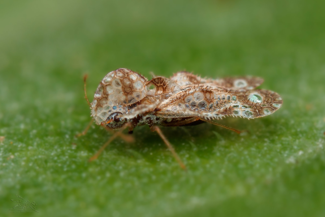 Corythucha marmorata Chrysanthemum Lace Bug Corythucha marmorata<br />
 Chrysanthemum Lace Bug,Corythucha marmorata