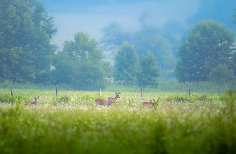 Odocoileus virginianus White-tailed deer bucks grazing in an open field Geotagged,Odocoileus virginianus,Summer,United States,White-tailed deer