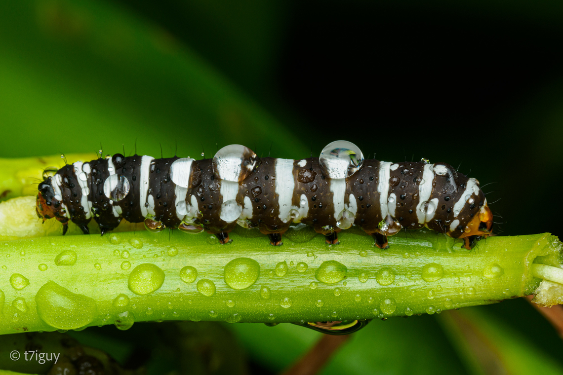 Xanthopastis regnatrix Xanthopastis regnatrix, the Spanish moth or convict caterpillar, is a moth of the family Noctuidae. <br />
 Identification: Easily recognized by the hairy black body and pink forewing with black markings; yellow around spots and in terminal area. Hindwing blackish.<br />
Wing Span: 3.9-4.5 cm.<br />
Flight: April-July in Mississippi; November-May and September in Florida.<br />
Caterpillar Hosts: Figs (Ficus species), spider lily, and narcissus. Larva has been reared on iceberg lettuce.<br />
Range: Staten Island, New York and New Jersey to Florida, west to Kentucky, Arkansas and Texas. <br />
<br />
<figure class="photo"><a href="https://www.jungledragon.com/image/169655/xanthopastis_regnatrix.html" title="Xanthopastis regnatrix"><img src="https://s3.amazonaws.com/media.jungledragon.com/images/4526/169655_thumb.jpg?AWSAccessKeyId=05GMT0V3GWVNE7GGM1R2&Expires=1767225610&Signature=njUN%2FexDsvUDv5VePtQfhzzCIME%3D" width="200" height="134" alt="Xanthopastis regnatrix Xanthopastis regnatrix, the Spanish moth or convict caterpillar, is a moth of the family Noctuidae.<br />
<br />
https://www.jungledragon.com/image/169652/xanthopastis_regnatrix.html Geotagged,Spanish Moth,Spring,United States,Xanthopastis regnatrix,convict caterpillar" /></a></figure> Geotagged,Spanish Moth,Spring,United States,Xanthopastis regnatrix,convict caterpillar