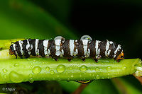 Xanthopastis regnatrix Xanthopastis regnatrix, the Spanish moth or convict caterpillar, is a moth of the family Noctuidae. <br />
 Identification: Easily recognized by the hairy black body and pink forewing with black markings; yellow around spots and in terminal area. Hindwing blackish.<br />
Wing Span: 3.9-4.5 cm.<br />
Flight: April-July in Mississippi; November-May and September in Florida.<br />
Caterpillar Hosts: Figs (Ficus species), spider lily, and narcissus. Larva has been reared on iceberg lettuce.<br />
Range: Staten Island, New York and New Jersey to Florida, west to Kentucky, Arkansas and Texas. <br />
<br />
https://www.jungledragon.com/image/169655/xanthopastis_regnatrix.html Geotagged,Spanish Moth,Spring,United States,Xanthopastis regnatrix,convict caterpillar