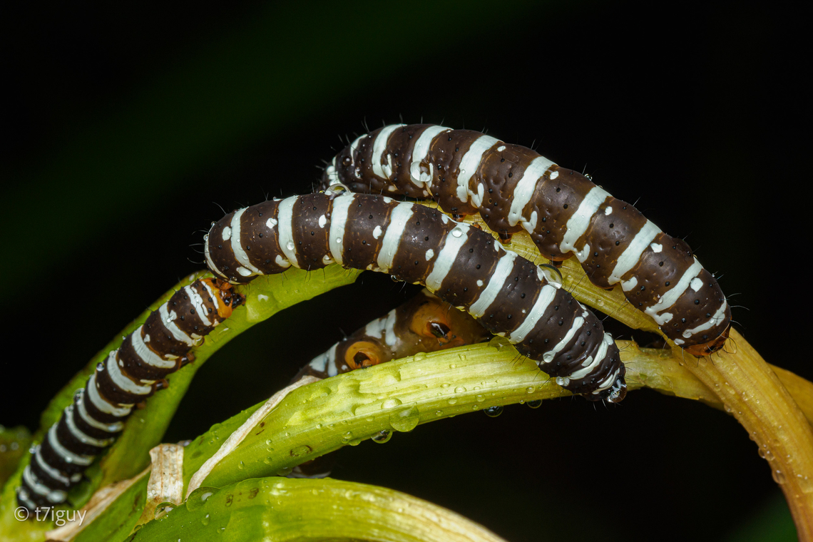 Xanthopastis regnatrix Xanthopastis regnatrix, the Spanish moth or convict caterpillar, is a moth of the family Noctuidae.<br />
<br />
<figure class="photo"><a href="https://www.jungledragon.com/image/169652/xanthopastis_regnatrix.html" title="Xanthopastis regnatrix"><img src="https://s3.amazonaws.com/media.jungledragon.com/images/4526/169652_thumb.jpg?AWSAccessKeyId=05GMT0V3GWVNE7GGM1R2&Expires=1759968010&Signature=J3Hf2t2pZoKEb8TWwqWL65BzkCw%3D" width="200" height="134" alt="Xanthopastis regnatrix Xanthopastis regnatrix, the Spanish moth or convict caterpillar, is a moth of the family Noctuidae. <br />
 Identification: Easily recognized by the hairy black body and pink forewing with black markings; yellow around spots and in terminal area. Hindwing blackish.<br />
Wing Span: 3.9-4.5 cm.<br />
Flight: April-July in Mississippi; November-May and September in Florida.<br />
Caterpillar Hosts: Figs (Ficus species), spider lily, and narcissus. Larva has been reared on iceberg lettuce.<br />
Range: Staten Island, New York and New Jersey to Florida, west to Kentucky, Arkansas and Texas. <br />
<br />
https://www.jungledragon.com/image/169655/xanthopastis_regnatrix.html Geotagged,Spanish Moth,Spring,United States,Xanthopastis regnatrix,convict caterpillar" /></a></figure> Geotagged,Spanish Moth,Spring,United States,Xanthopastis regnatrix,convict caterpillar