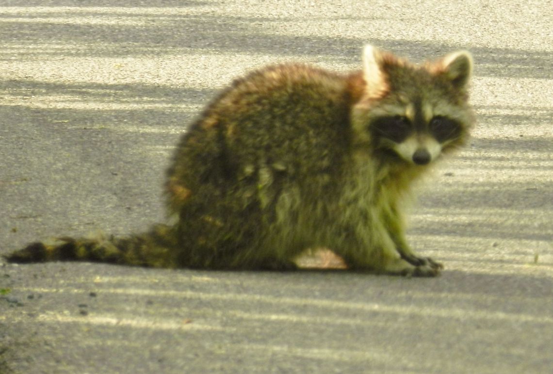 Night bandit out in the day  Geotagged,Procyon lotor,Raccoon,United States