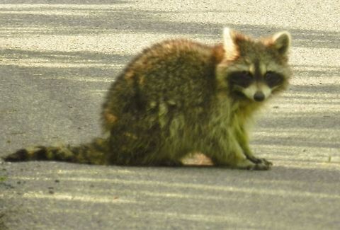 Night bandit out in the day  Geotagged,Procyon lotor,Raccoon,United States
