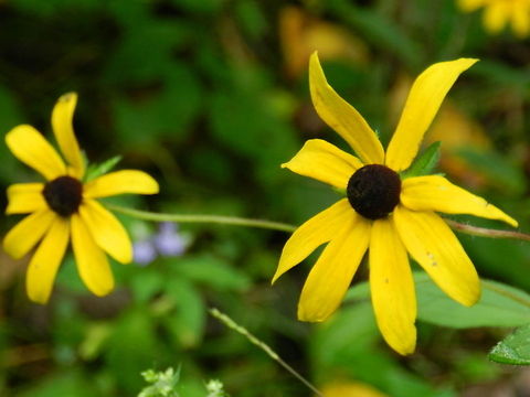 Peaceful Wildflowers Black-eyed Susan,Geotagged,Rudbeckia hirta,United States
