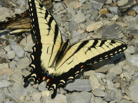 Black & Yellow (Eastern Tiger Swallowtail) Beautiful butterflies... Butterfly,Geotagged,Papilio glaucus,United States