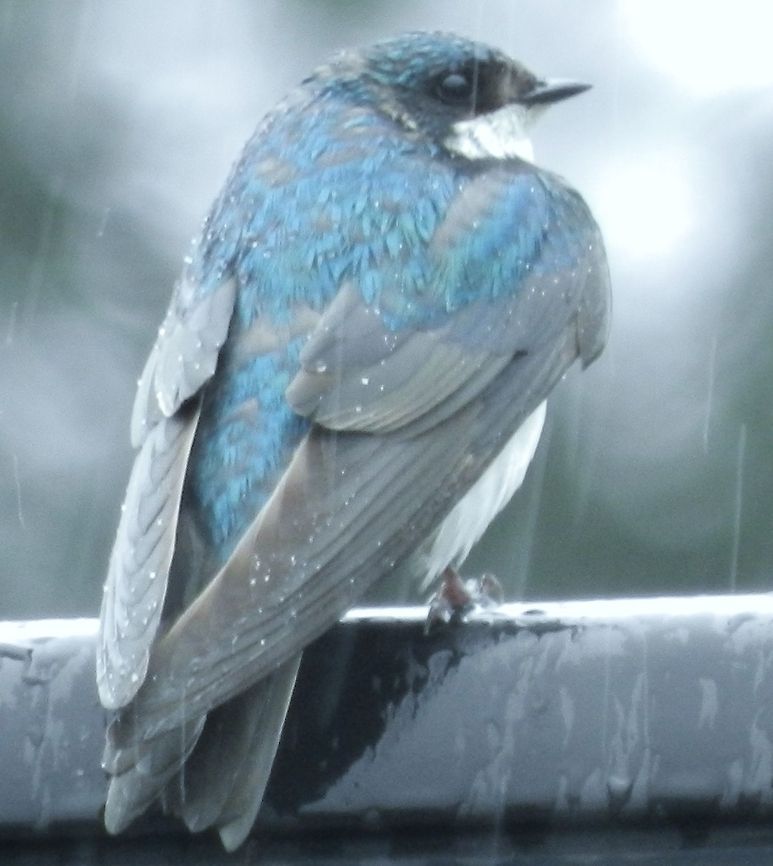 Swallow in the rain  Blue Swallow,Geotagged,Hirundo atrocaerulea,United States