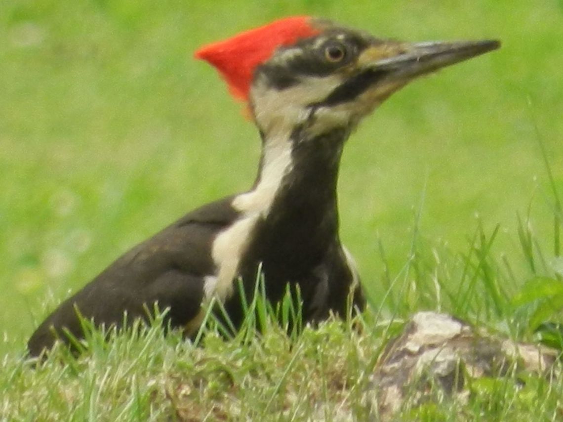 Pileated Woodpecker A woodpecker stops by the yard for a few minutes... Dryocopus pileatus,Geotagged,Pileated Woodpecker,United States,Woodpecker