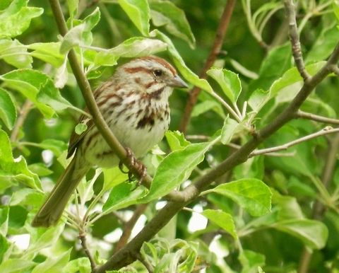Sparrow Sparrow visiting our apple tree Ammodramus bairdii,Bairds Sparrow,Birds,Geotagged,Melospiza melodia,Song Sparrow,United States,sparrow