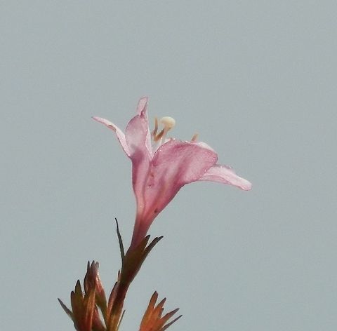 Simple Beauty There is simple beauty all around us, if we just take the time to see it... Geotagged,United States,blue sky,flower