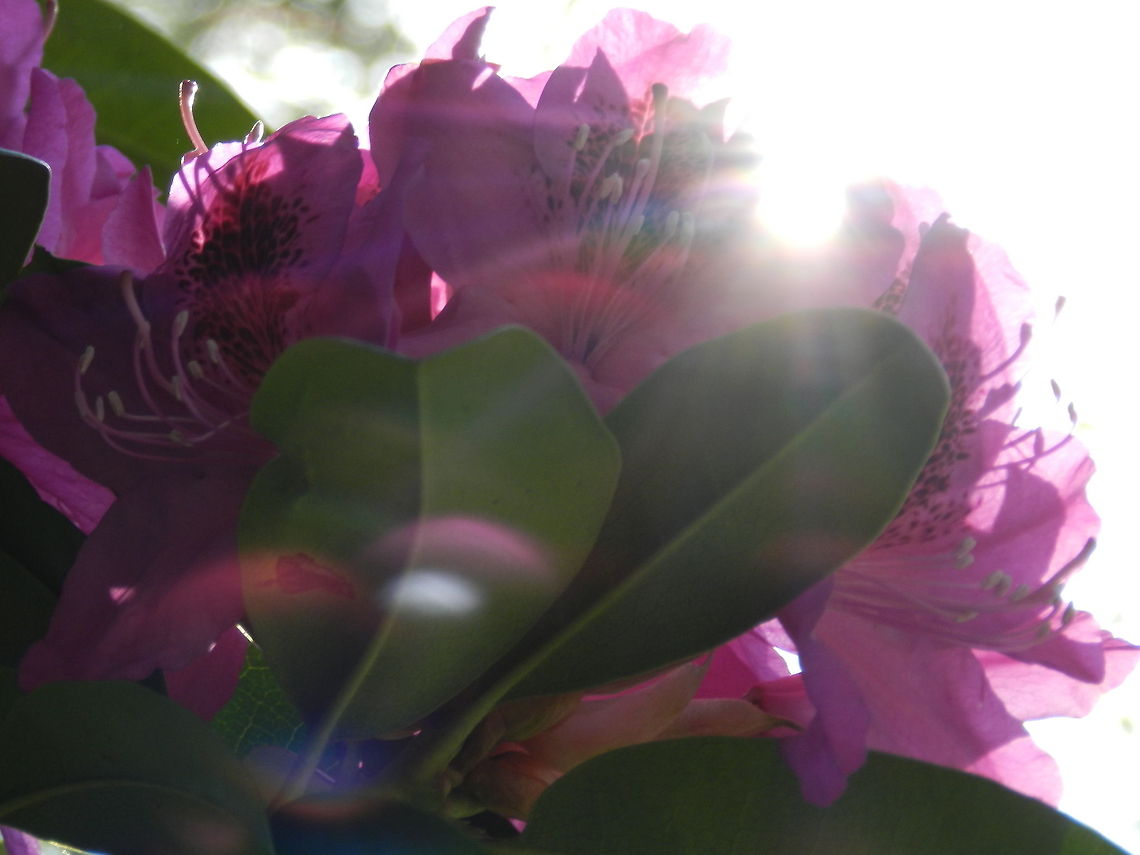 Wake up Sunlight waking up the sleeping rhododendrons flowers,rhododendrons,sunlight