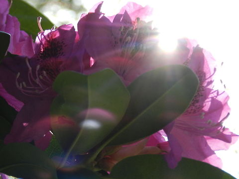 Wake up Sunlight waking up the sleeping rhododendrons flowers,rhododendrons,sunlight