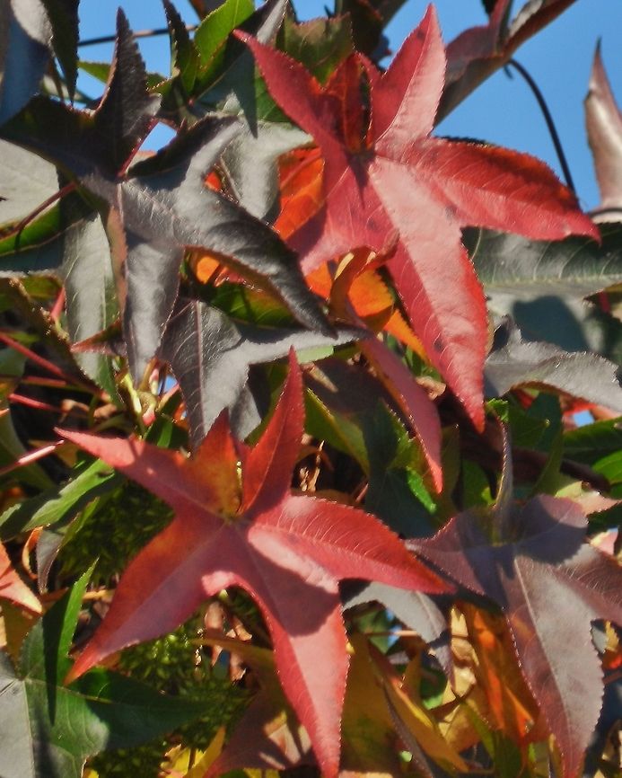 Fall's A Comin! Early hints of fall in the trees Geotagged,United States,autumn,fall,leaves