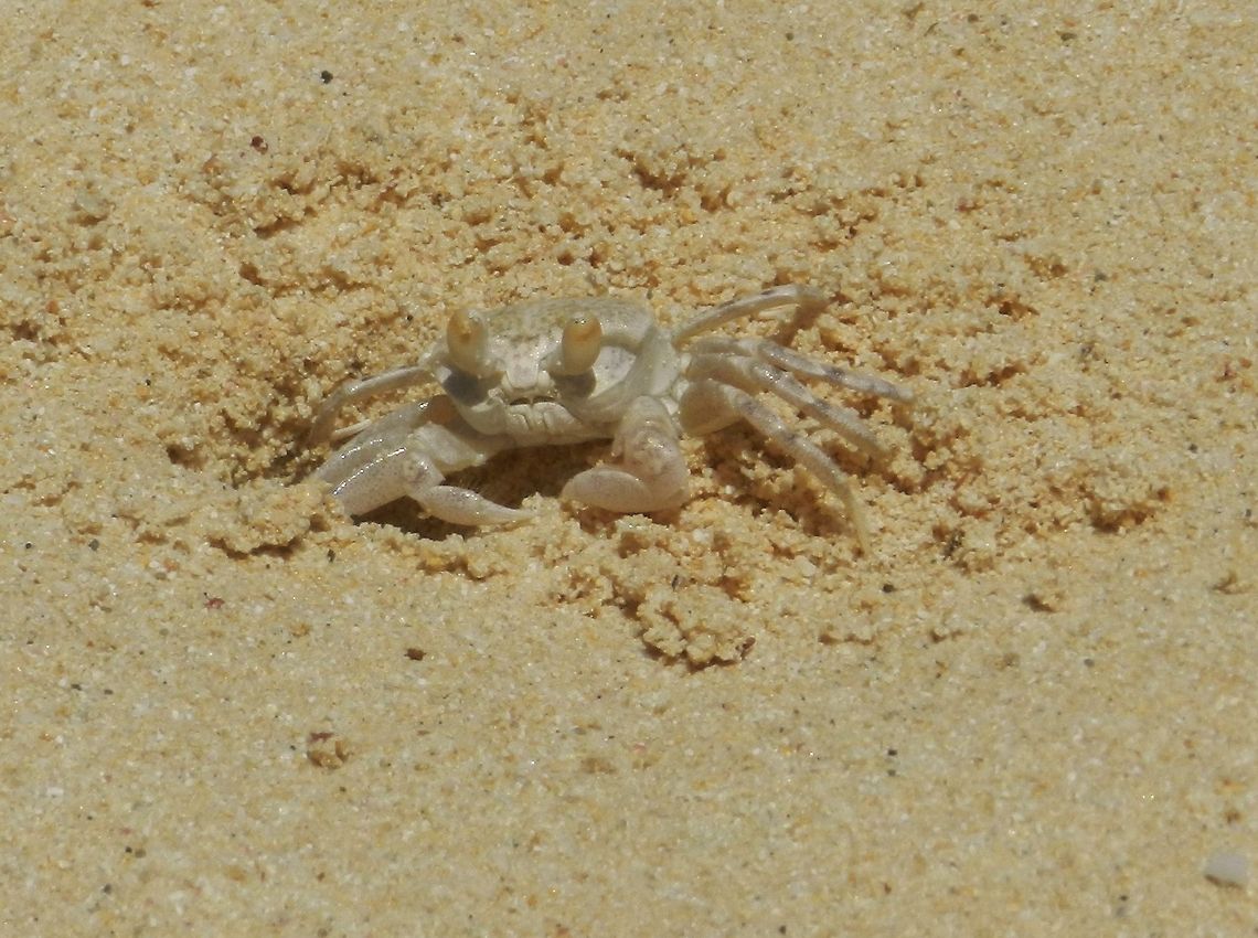 Don't Be Crabby Sand crab  Geotagged,United States,crab,sand
