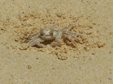 Don't Be Crabby Sand crab  Geotagged,United States,crab,sand