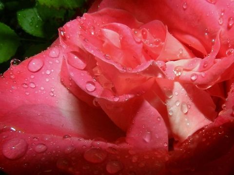 Rose Rain Beautiful rose in our garden after a spring shower Geotagged,United States,flower,rain,rose