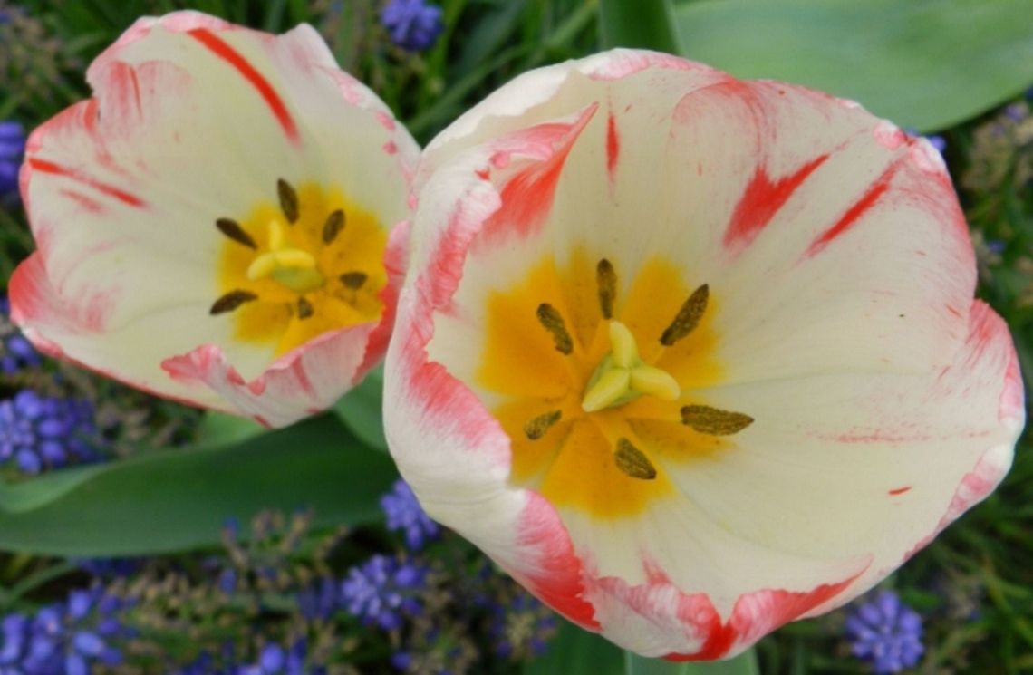 Granny's Tulips  Geotagged,United States,tulips