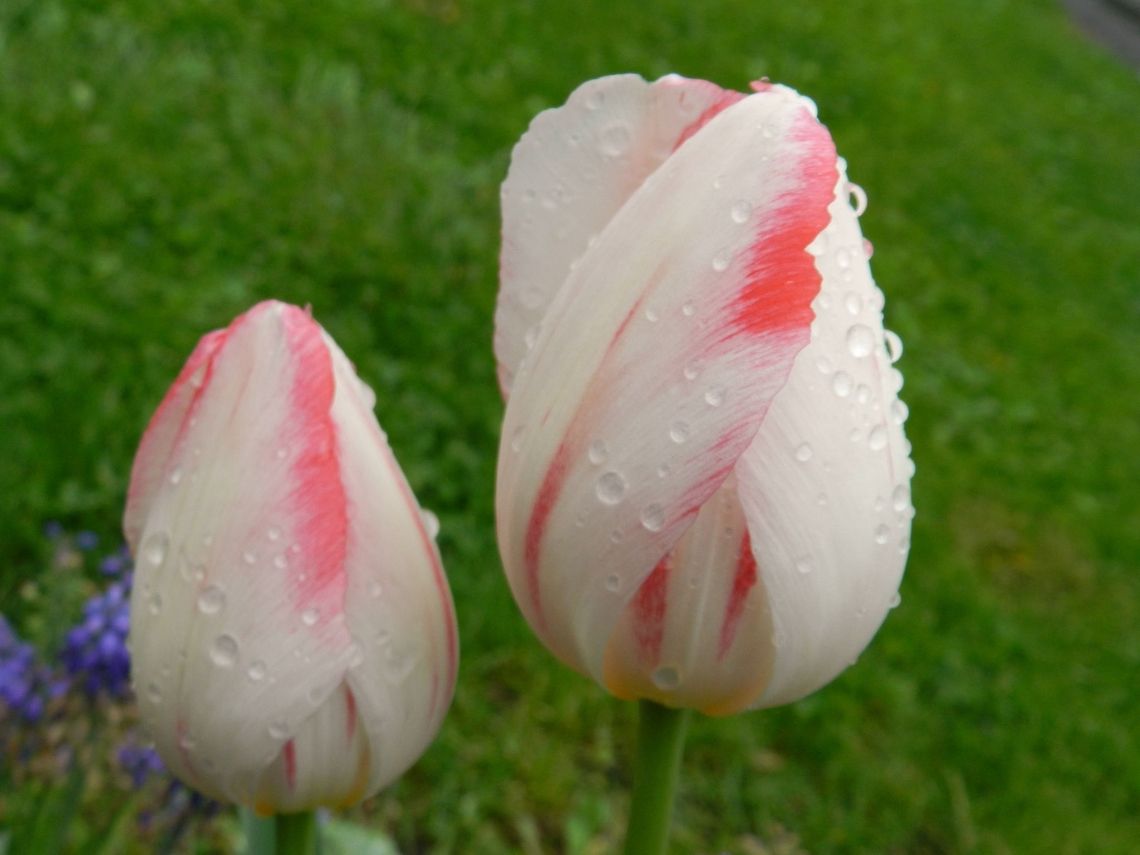Pink whispers  Geotagged,United States,tulips