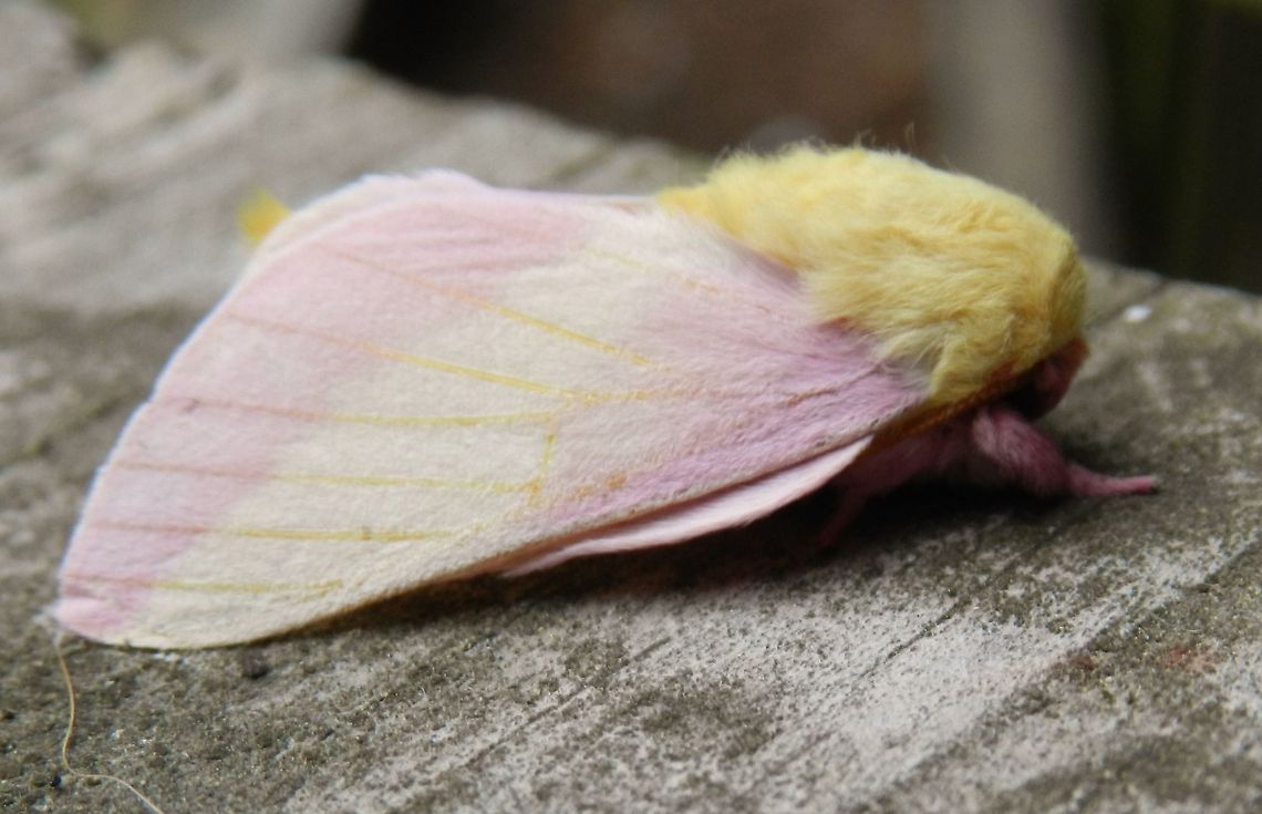 Pinky I&#039;m a blonde!  ;) Dryocampa rubicunda,Geotagged,Rosy maple moth,United States