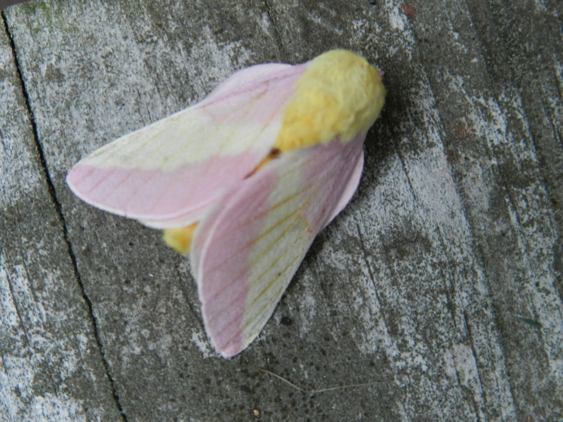 Loving pink Cute, toy-like moth...fluffy head Dryocampa rubicunda,Rosy maple moth