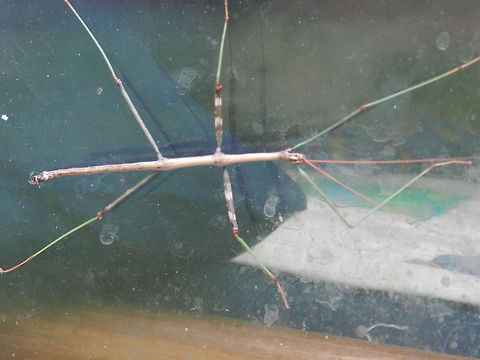 Vietnamese Walking Stick  Geotagged,Medauroidea extradentata,United States