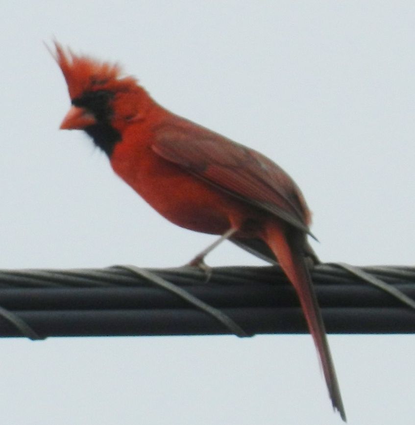 Cardinal  Cardinalis cardinalis,Northern Cardinal,Periporphyrus erythromelas,Red-And-Black Grosbeak