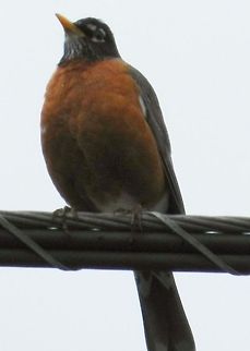 American Robin  American Robin,Geotagged,Turdus migratorius,United States