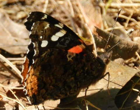 Red Admiral Taking a rest... Geotagged,Red Admiral,United States,Vanessa atalanta,butterfly