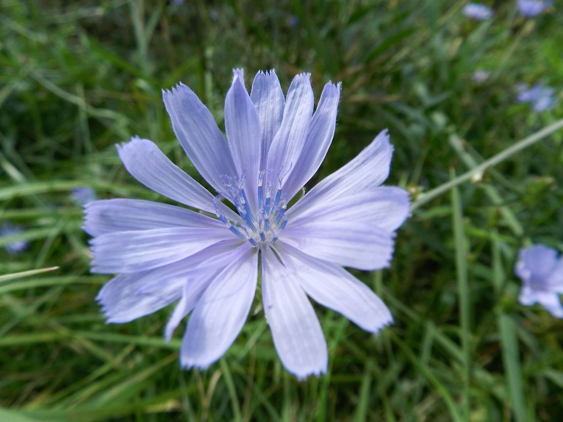 Pretty purple Some wildflowers growing on the side of the road Cichorium intybus,Common Chicory,Geotagged,United States