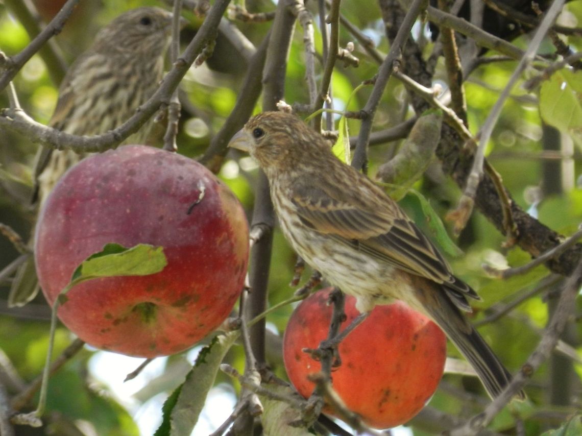 Last of the season's apple pickers The sparrows are taking advantage of the last of the apples left on the tree... Carpodacus mexicanus,Geotagged,Haemorhous mexicanus,House Finch,United States