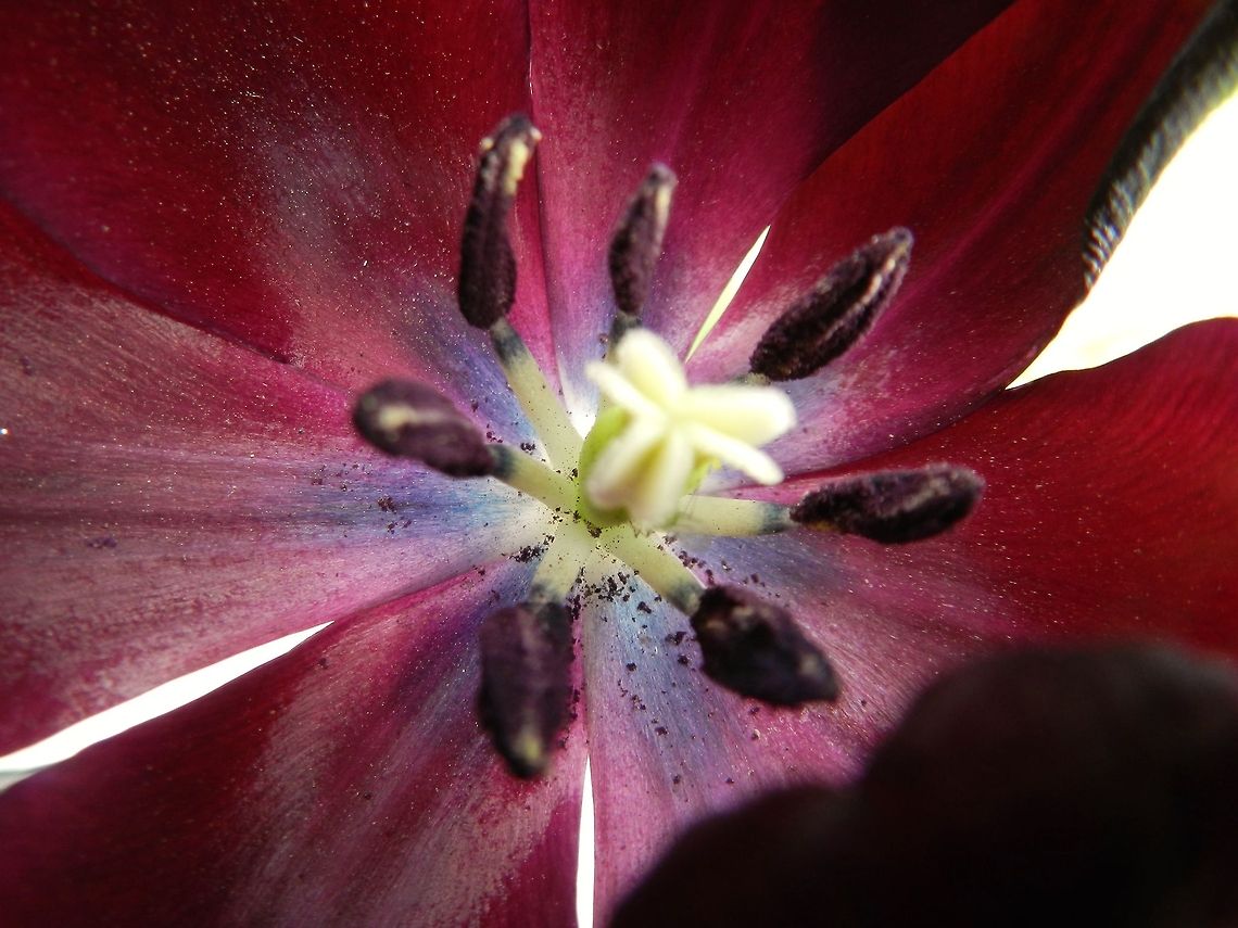 Up Close Tulip One from Granny's tulip collection up close... Geotagged,Tulip,United States