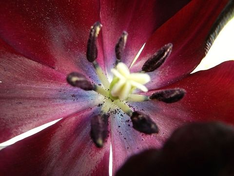 Up Close Tulip One from Granny's tulip collection up close... Geotagged,Tulip,United States