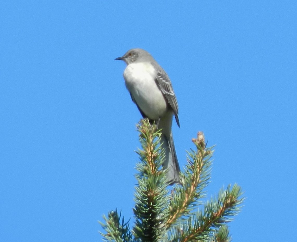 Treetop View This little one perched up on our pine tree... Geotagged,Tachycineta bicolor,Tree Swallow,United States
