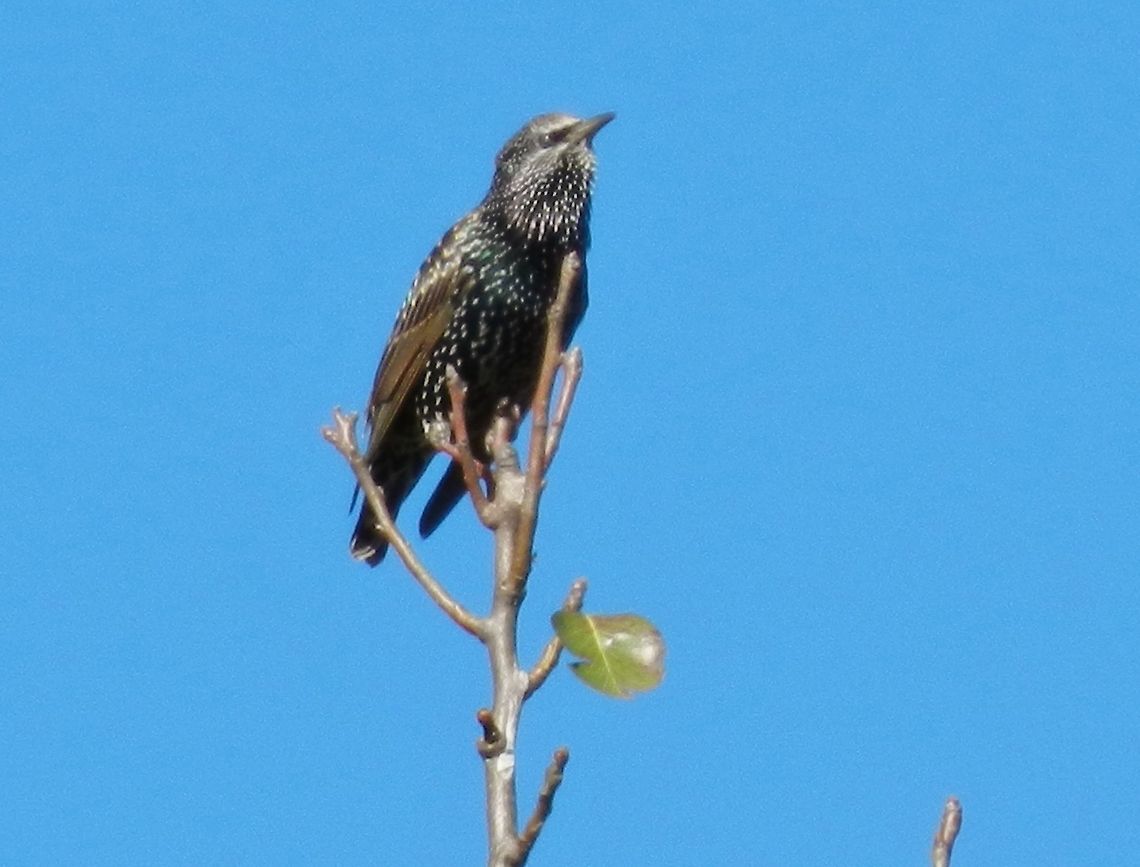 Hello Starling Clear blue skies today for this starling... Common Starling,Geotagged,Sturnus vulgaris,United States