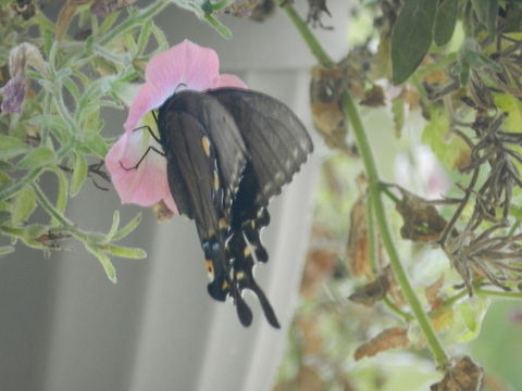 Stopping for a drink A black swallowtail stopped by... Black swallowtail,Papilio polyxenes