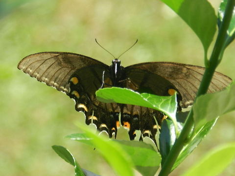 Black Swallowtail My little lunch buddy for the day...a black swallowtail Black swallowtail,Papilio polyxenes