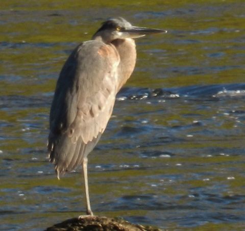 Heron A heron relaxes alongside of the New River... Ardea herodias,Geotagged,Great Blue Heron,United States