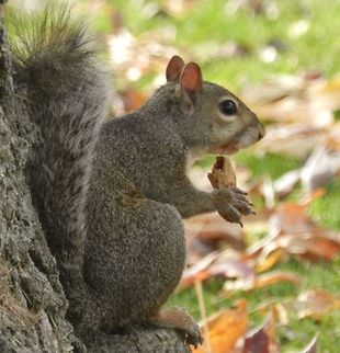Squirrel buddy Time for a little snack for my gray squirrel neighbor... Eastern gray squirrel,Geotagged,Sciurus carolinensis,United States