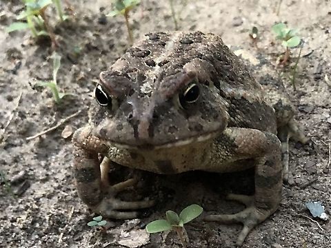 Fowler’s Toad in Alabama We have tons of toads in our yard and our garden. This handsome thing was hiding under yard clippings.  Anaxyrus fowleri,Fowlers   toad,Garden,Toad,amphibian