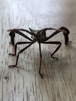 Leaf footed bug as if staring into my soul This leaf footed bug was on a stool on my front porch during the summer in Alabama.  Anisoscelis affinis,Leaffooted bug