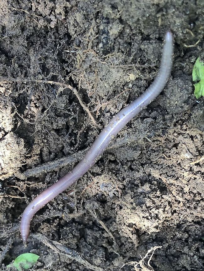 Earthworm squirming away from me This earthworm was about 6 inches long and would have made great fishing bait, but his life was spared :) earthworm