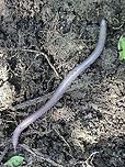 Earthworm squirming away from me This earthworm was about 6 inches long and would have made great fishing bait, but his life was spared :) earthworm
