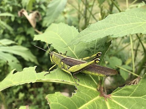 Obscure Bird Grasshopper Obscure Bird Grasshopper munching on okra leaves in an Alabama backyard garden.  Garden,Grasshopper,Obscure Bird Grasshopper,Obscure bird grasshopper,Schistocerca obscura,insect