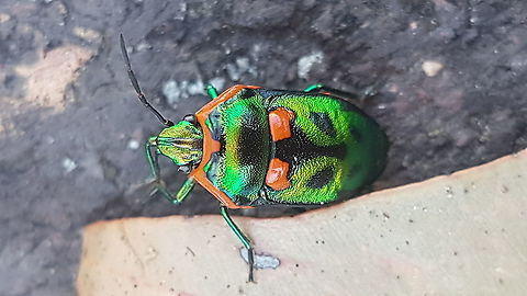 Scutiphora pedicellata, NSW Australia Jewel bug found in the Blue Mountains  Scutiphora pedicellata