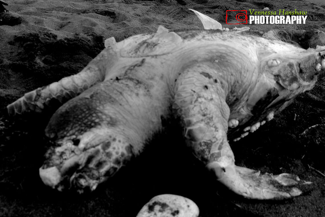 Turtle in Jamaica  Geotagged,Jamaica