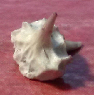 Unknown Can anyone identify this? Puncture Vine,Tribulus terrestris