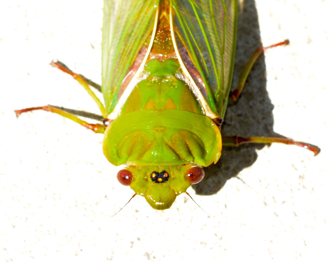 Green grocer cicada Common Sydney Cicada showing ocelli Australia,Blue Mountains,Cicada,Cyclochila australasiae,Green grocer
