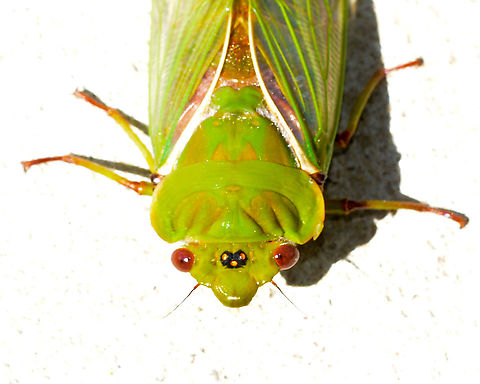 Green grocer cicada Common Sydney Cicada showing ocelli Australia,Blue Mountains,Cicada,Cyclochila australasiae,Green grocer